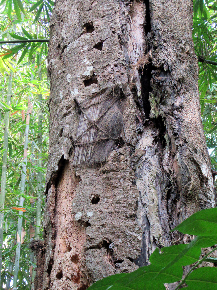 Arbre aux enfants de l’île de Célèbes
Indonésie rites funéraires