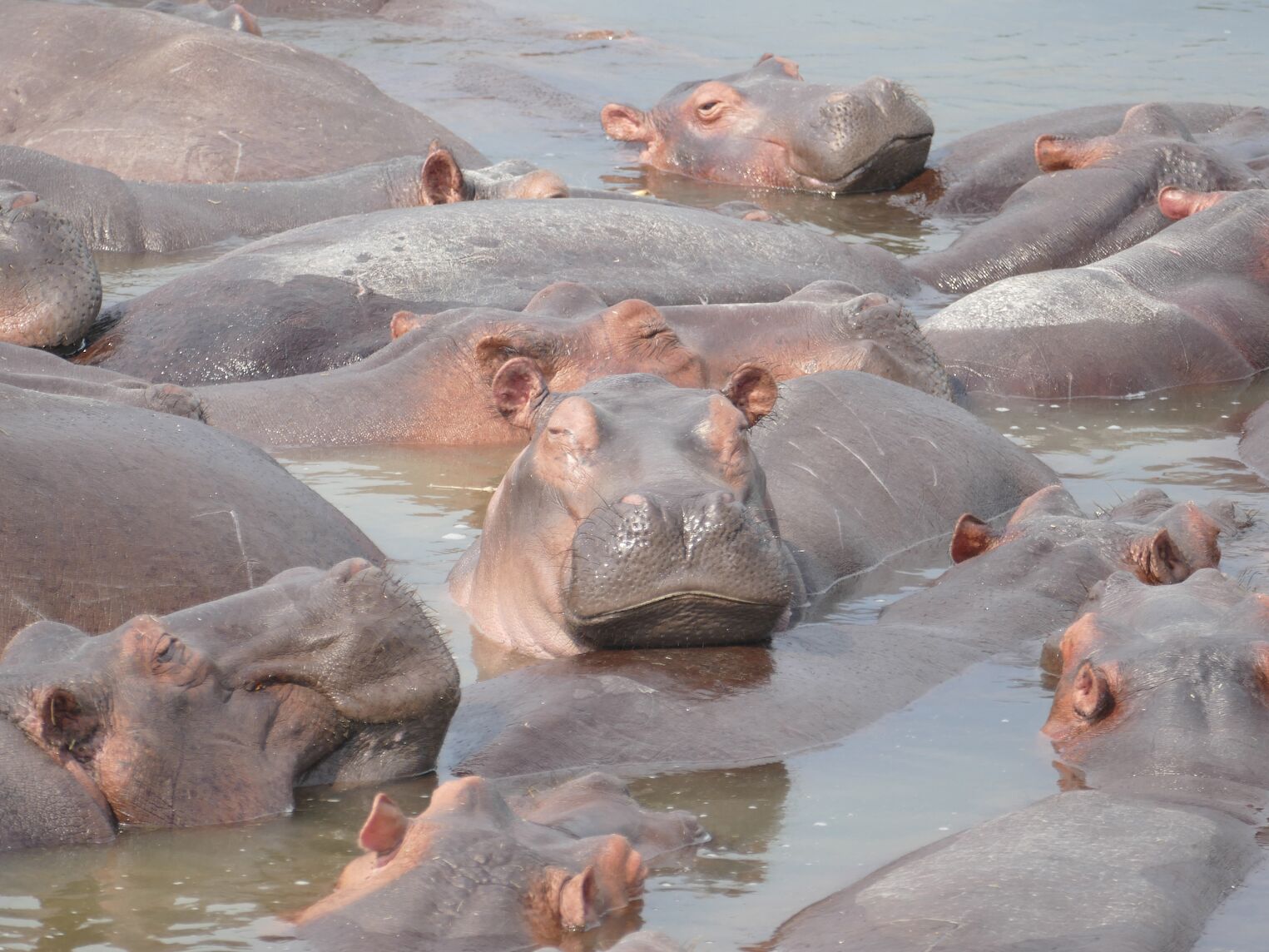 Hippopotames dans le Nil Victoria