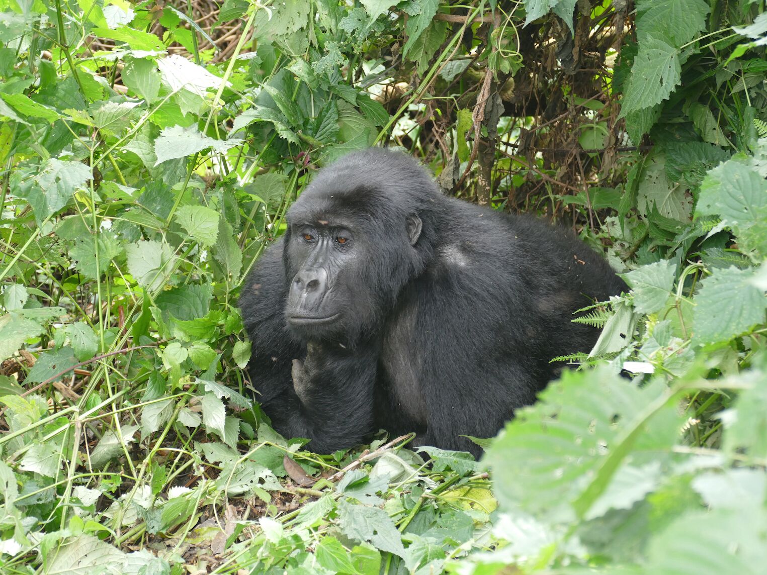 Gorille dans le parc de Bwindi