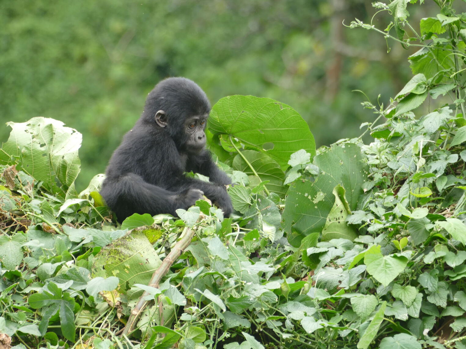 Bébé gorille dans le parc de Bwindi