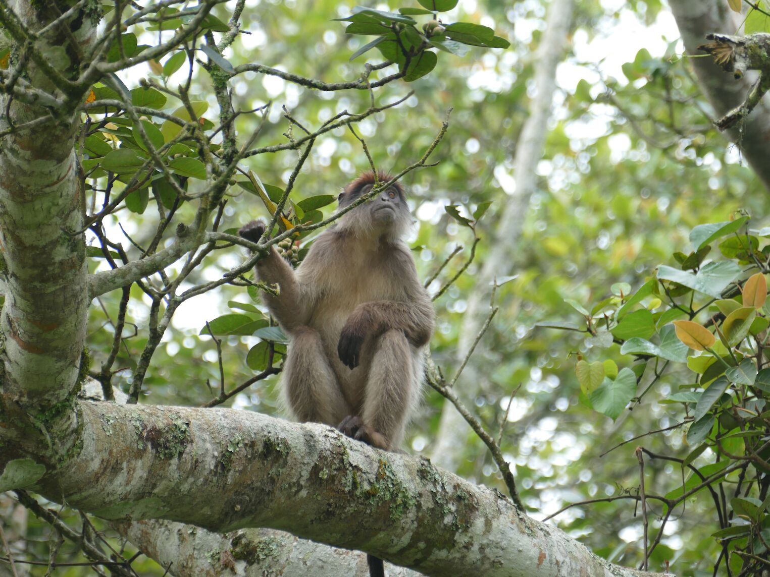 Singe colobe à tête rouge dans le parc national de Kibale