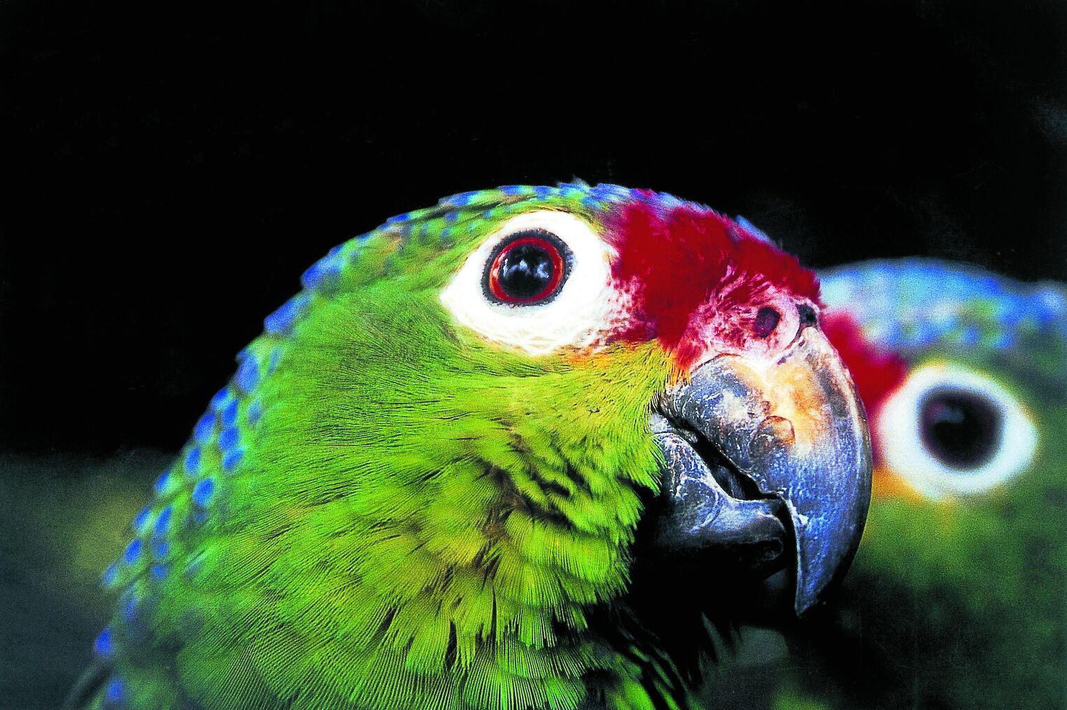 Aras du Costa Rica