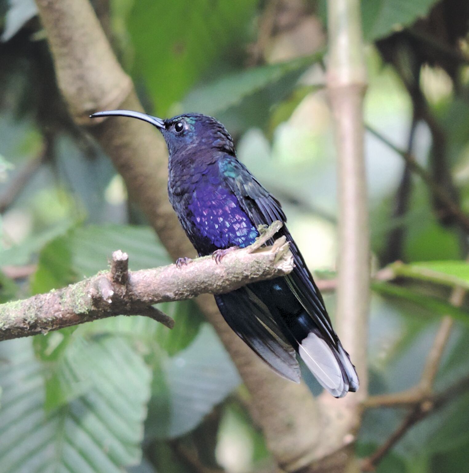 Une des 46 espèces de colibris que compte le Costa Rica