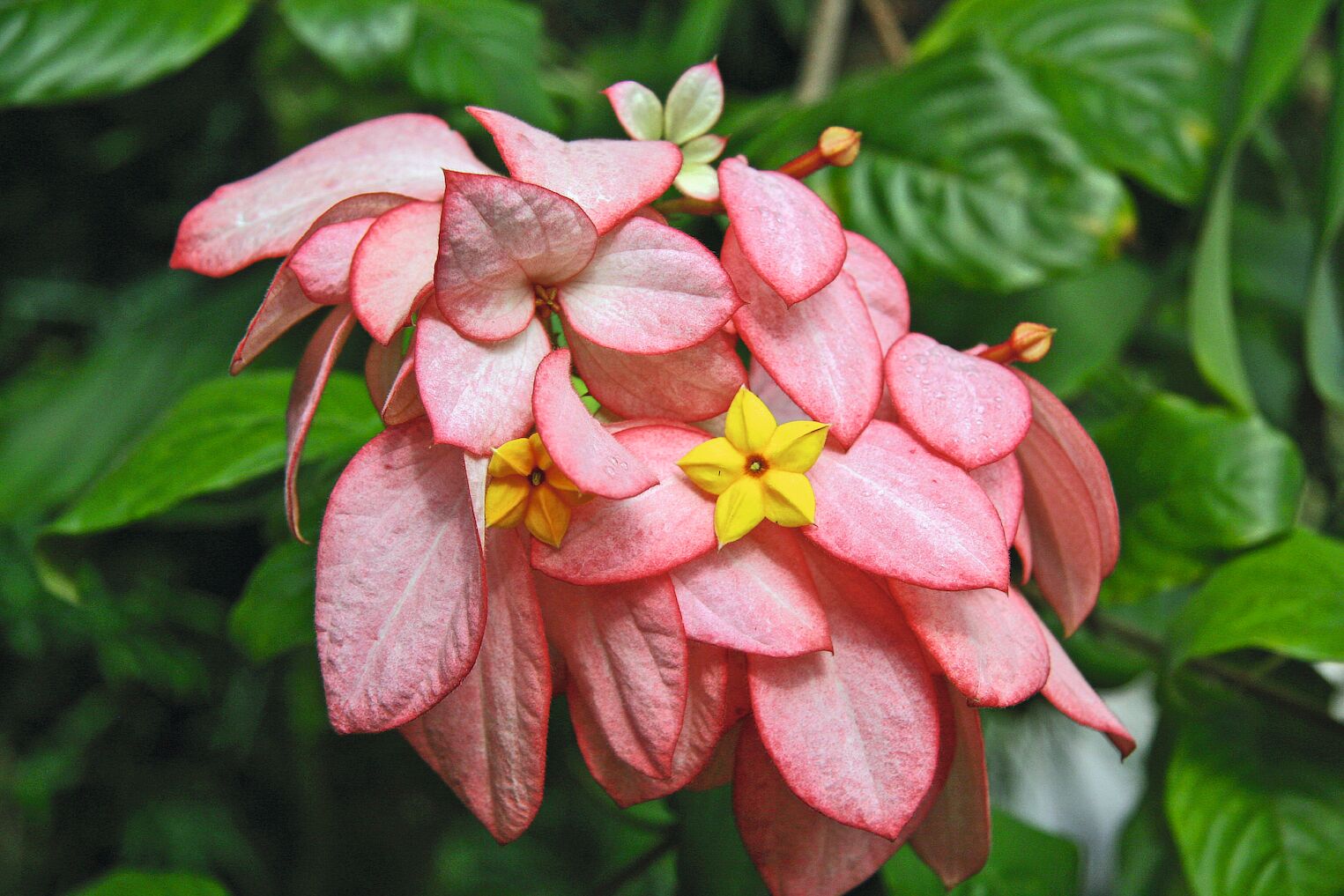 Un strobilanthes dyerianus dans le parc de Tortuguero