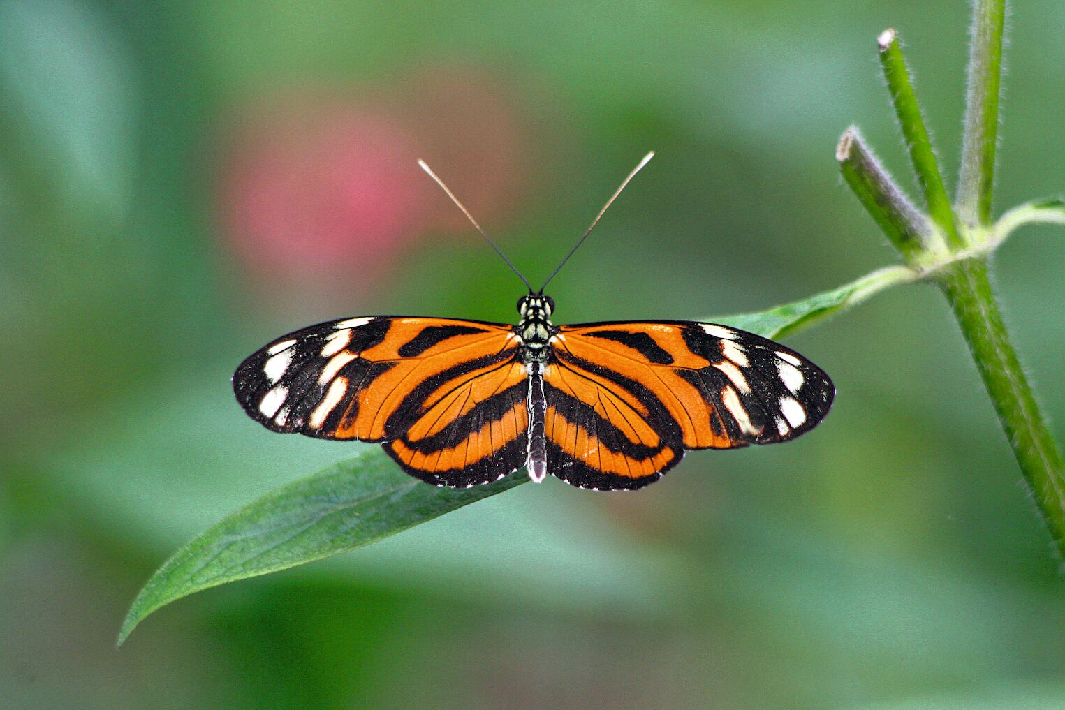 Papillon au Costa Rica