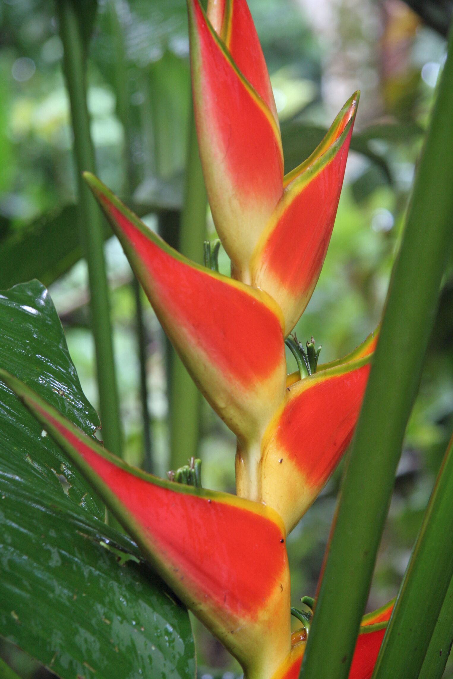 Heliconia wagneriana