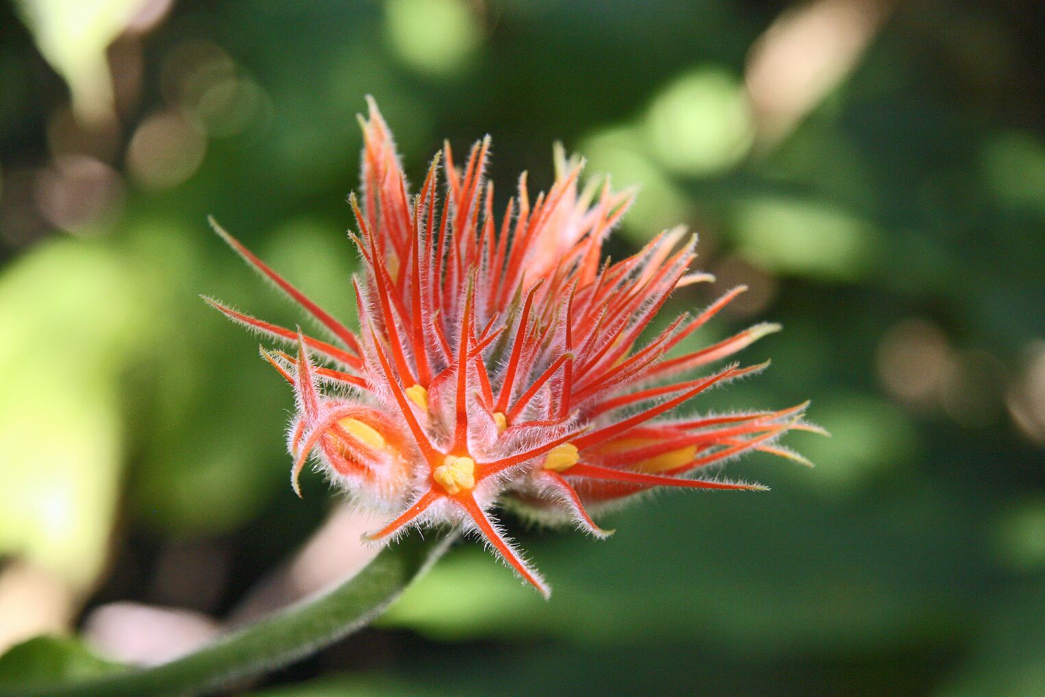 Fleur de Gurania huebneri