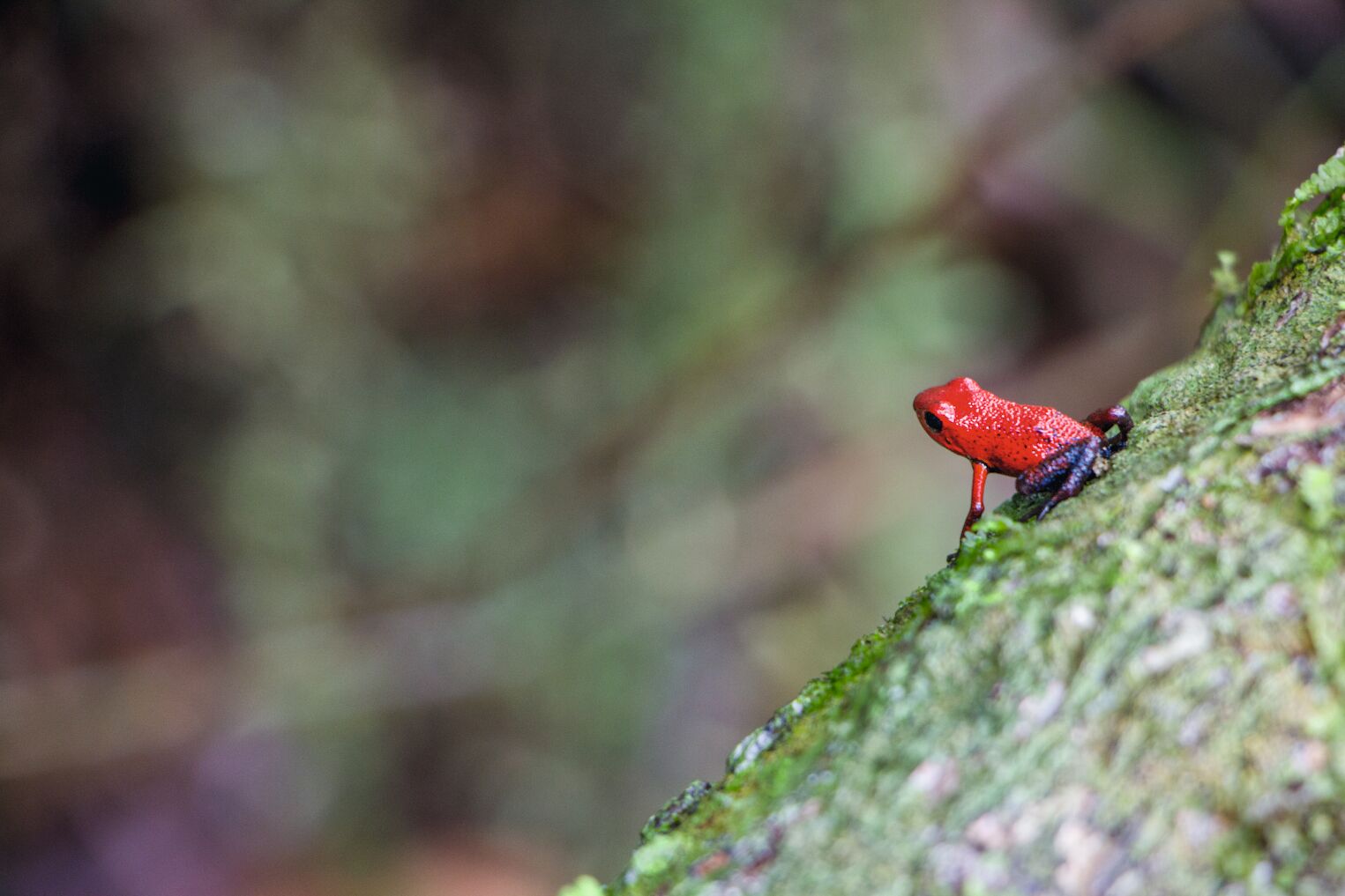 Oophaga Pumilio dite « grenouille des fraises » au Costa Rica