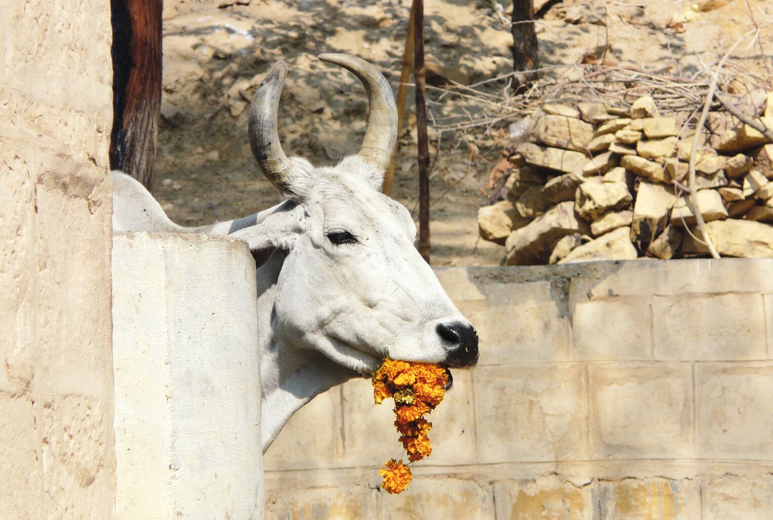 Vache sacrée en Inde fleurs jaunes