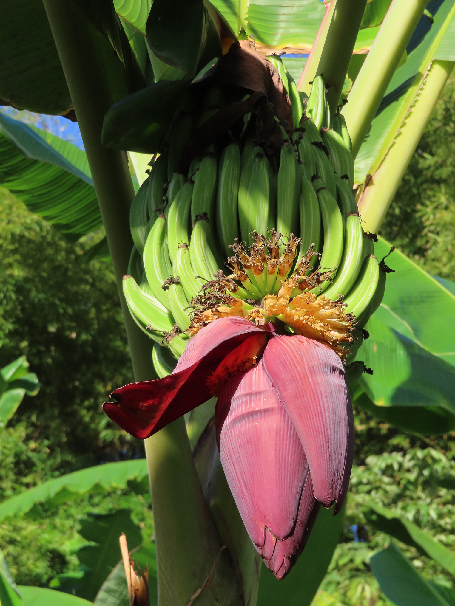 Au musée de la banane, en Martinique