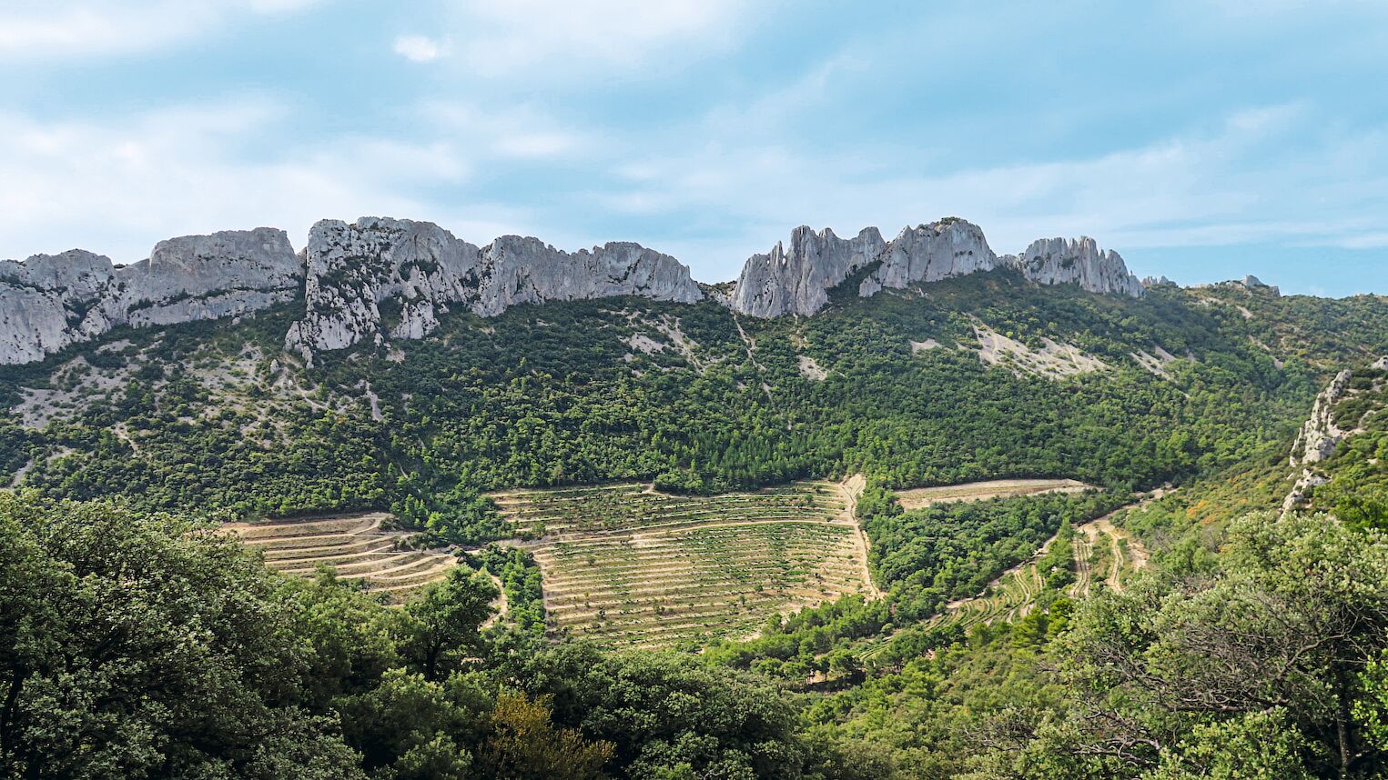 Vignes et dentelles de Montmirail, à Malaucène