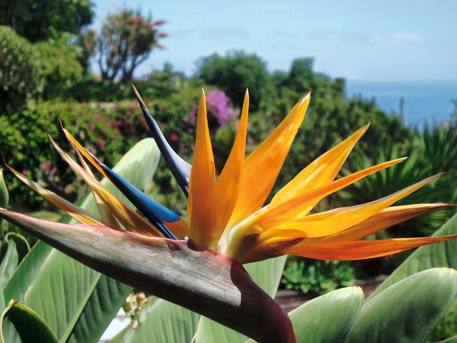 portugal madère fleur oiseau de paradis