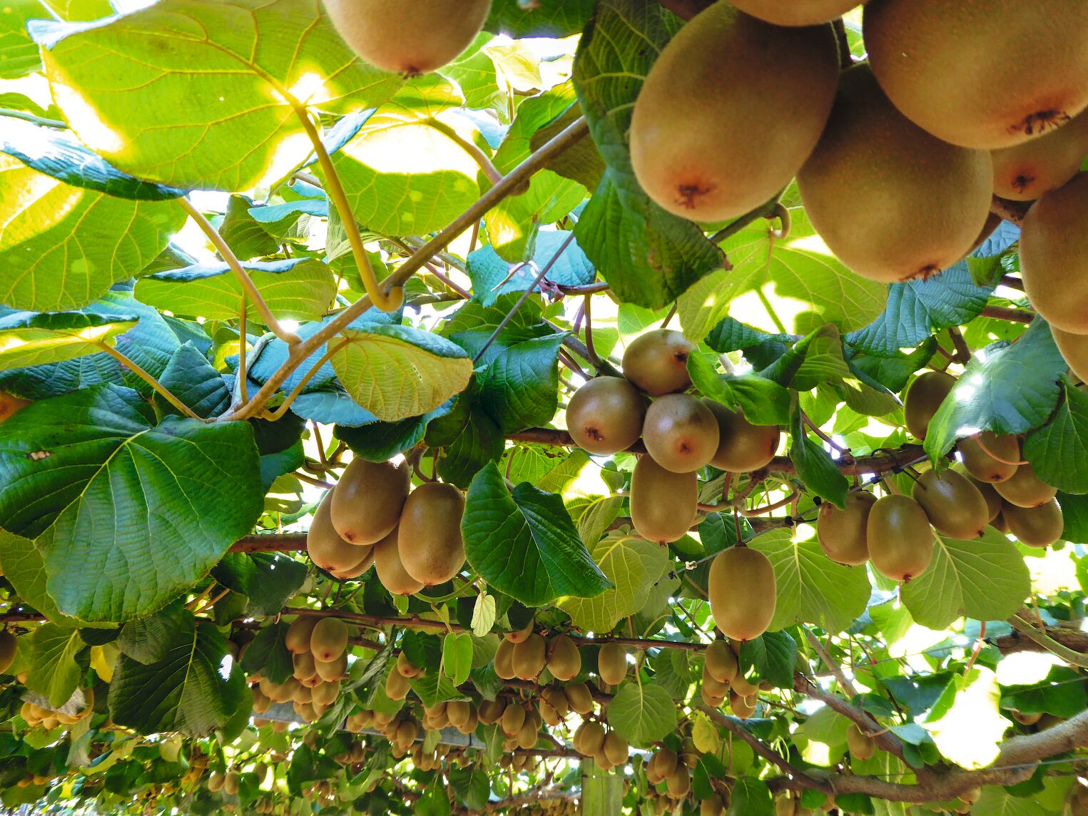Une plantation de kiwis