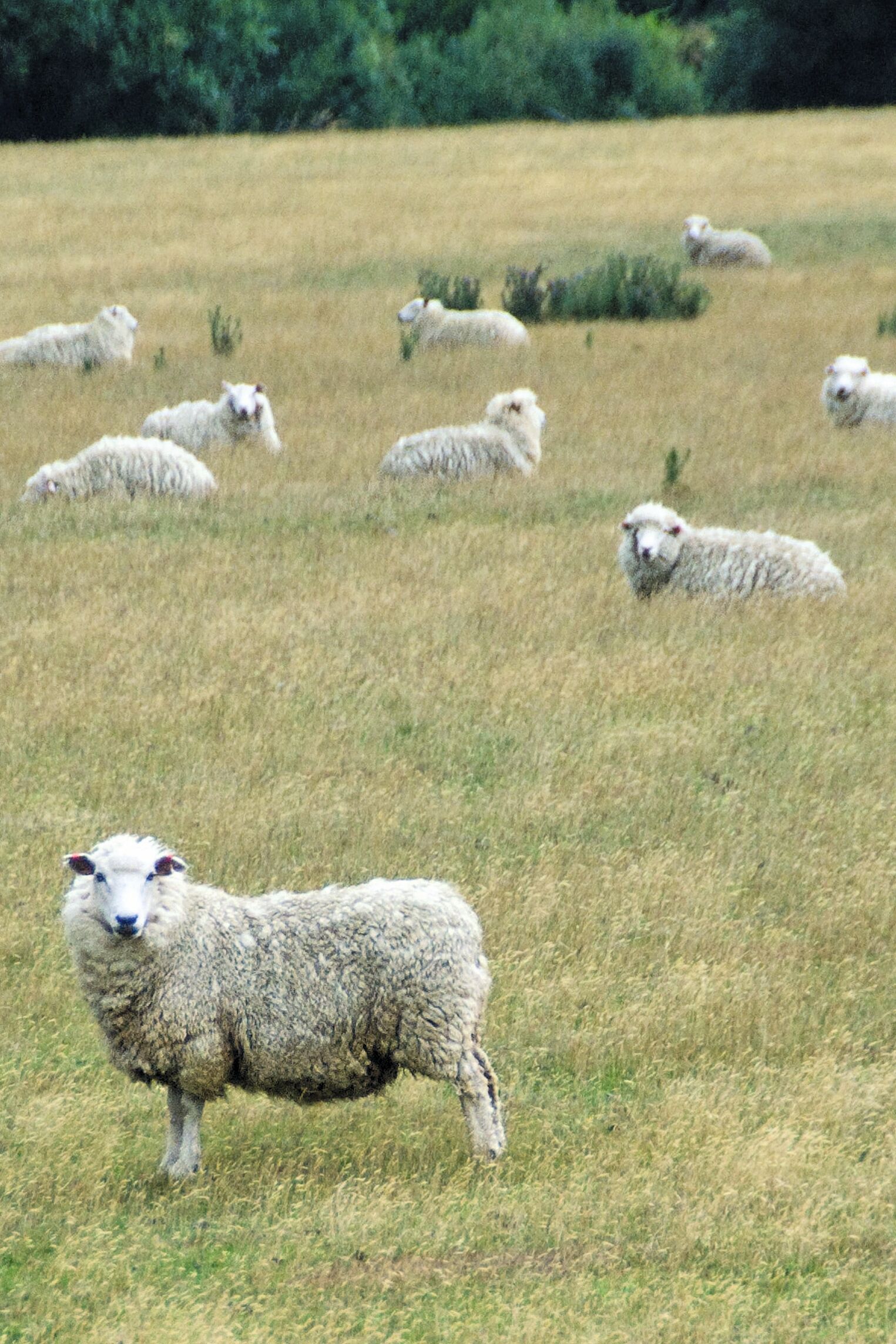 Des moutons néo-zélandais